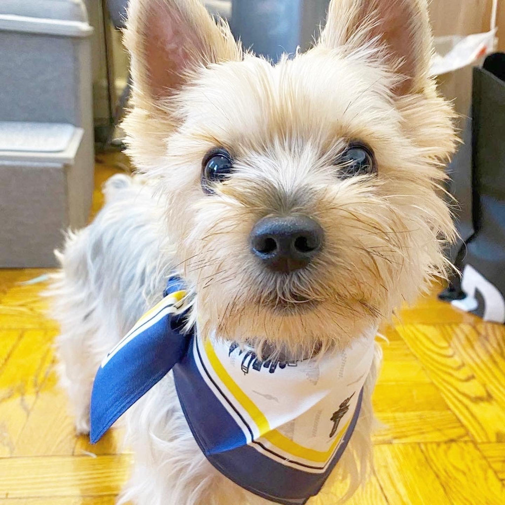 The Erin Silk Twill Dog Scarf by Bespoke Paws