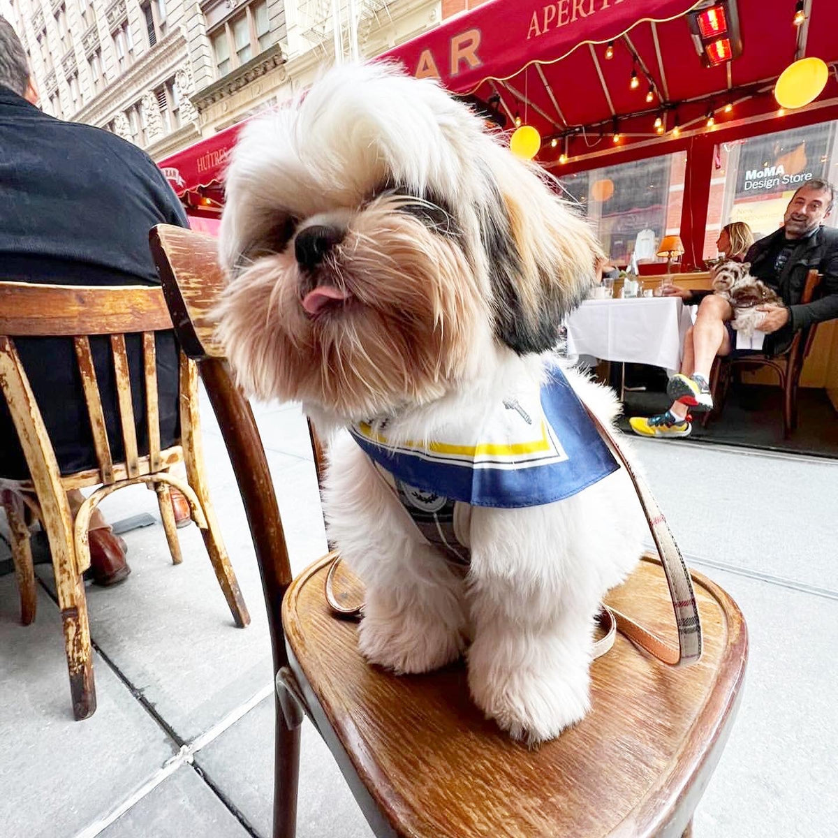 The Erin Silk Twill Dog Scarf by Bespoke Paws
