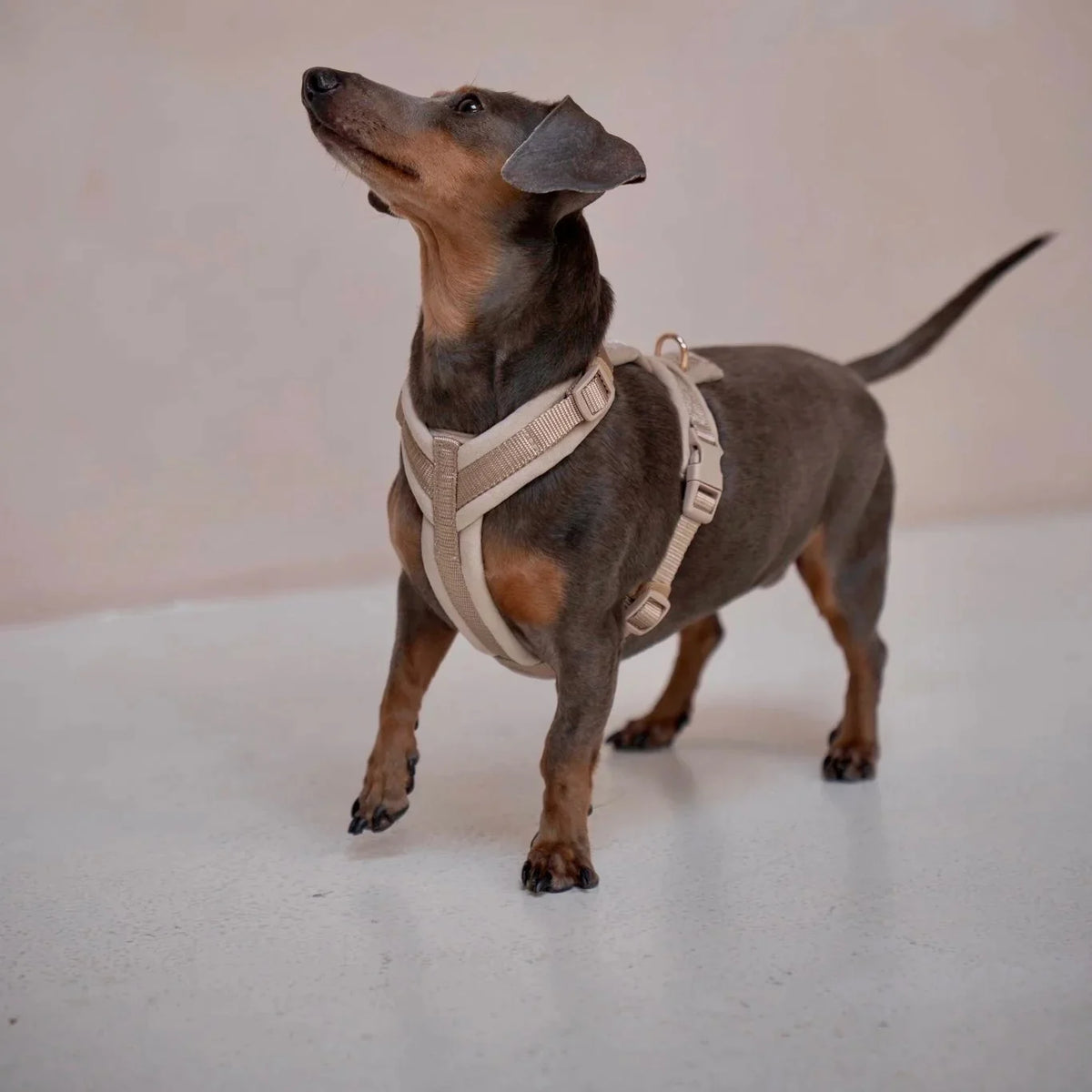The Sand Velvet Walking Harness