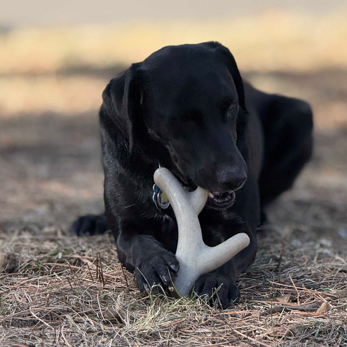 Ever Antler Nylon Chew by SodaPup