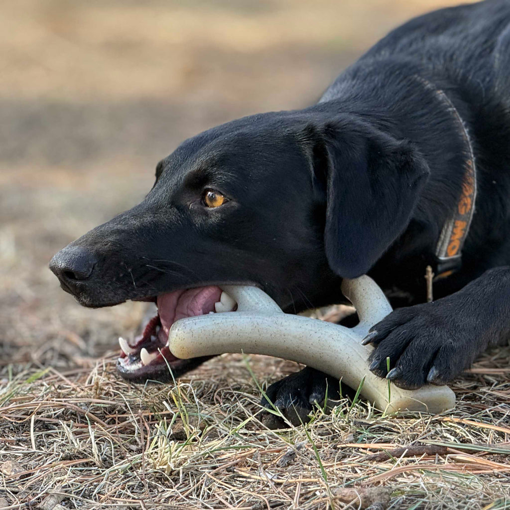 Ever Antler Nylon Chew by SodaPup