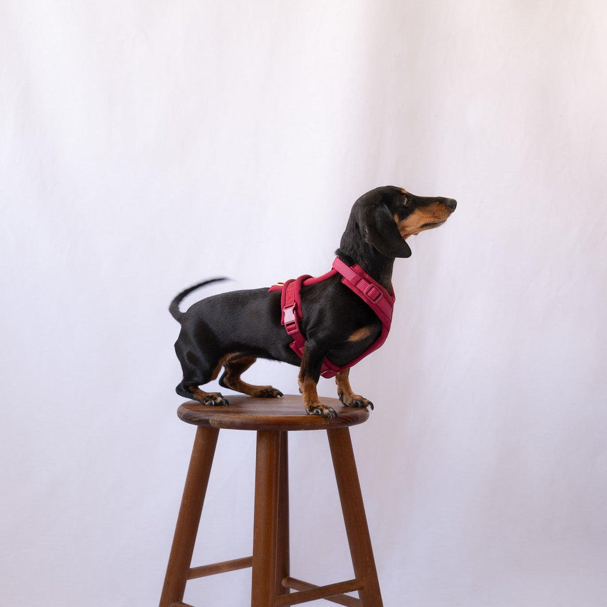 The Bordeaux Comfort Harness