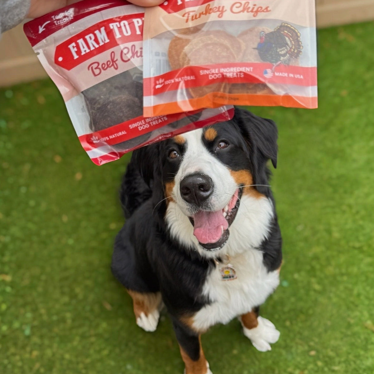 Puppy Training Treat Sampler — Single-Ingredient Protein Treats