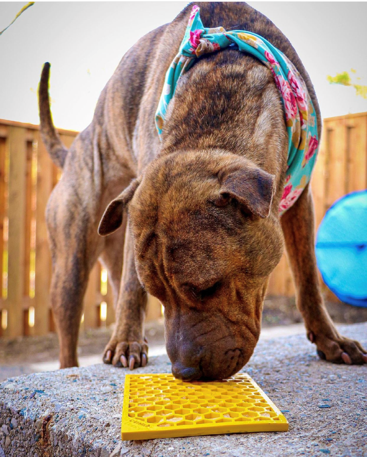 The Honeycomb Enrichment Lick Mat by SodaPup