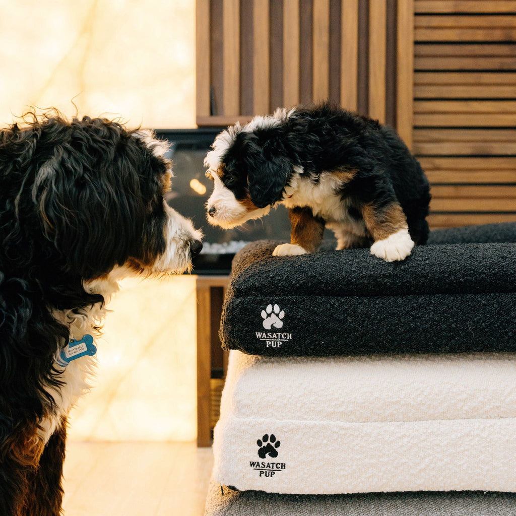 The Wasatch Orthopedic Bouclé Dog Bed