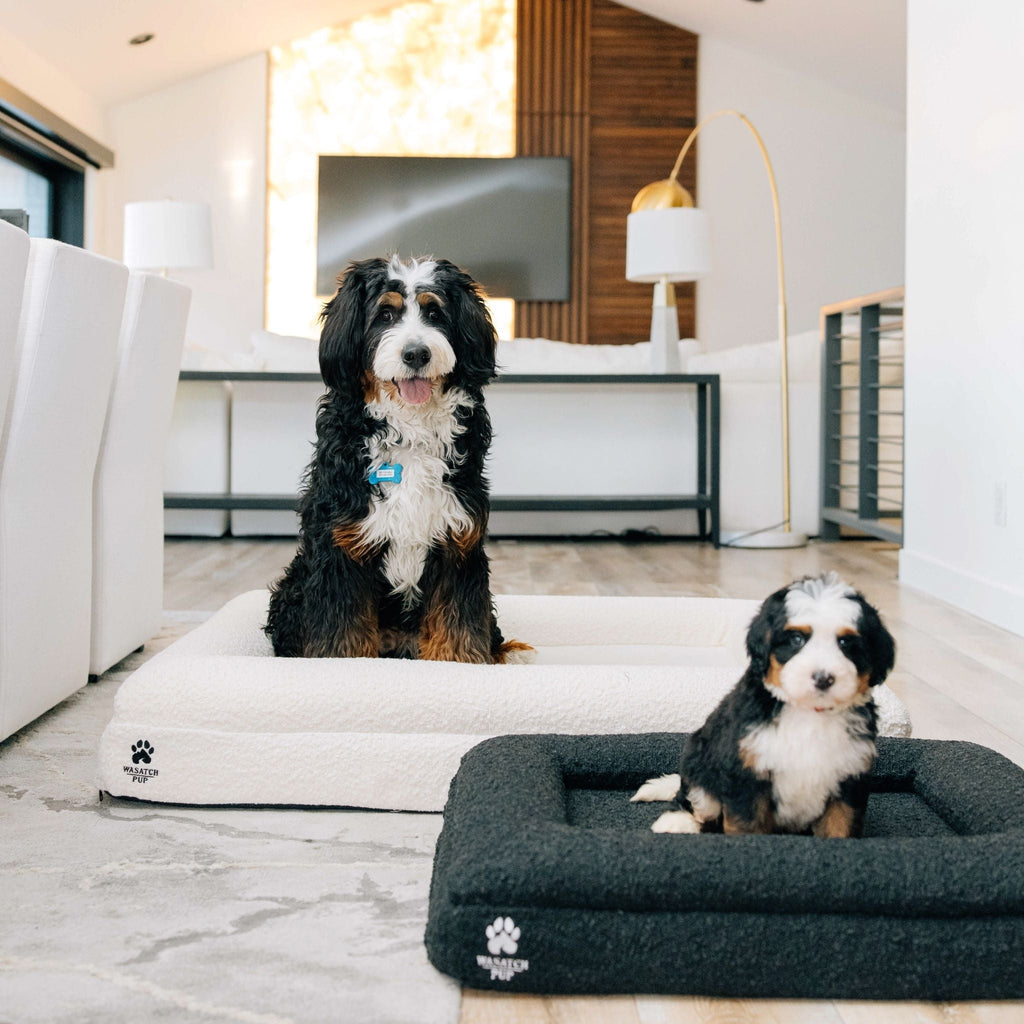 The Wasatch Orthopedic Bouclé Dog Bed