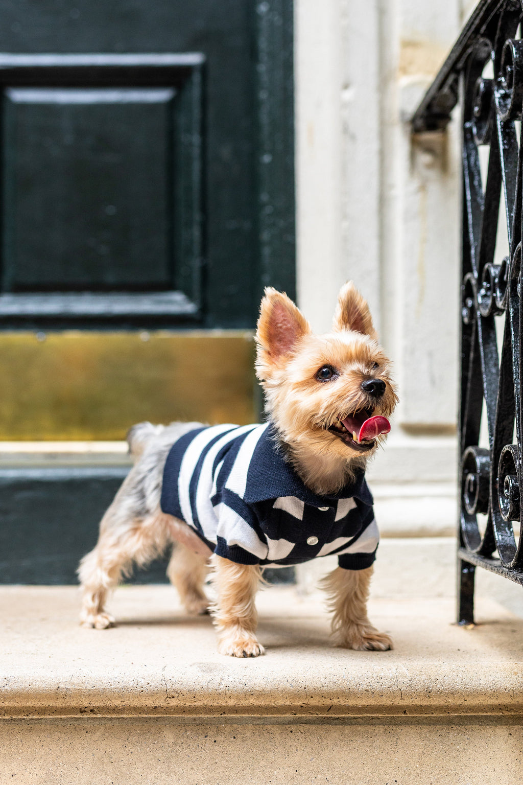 The Gene Cashmere-Blend Dog Polo