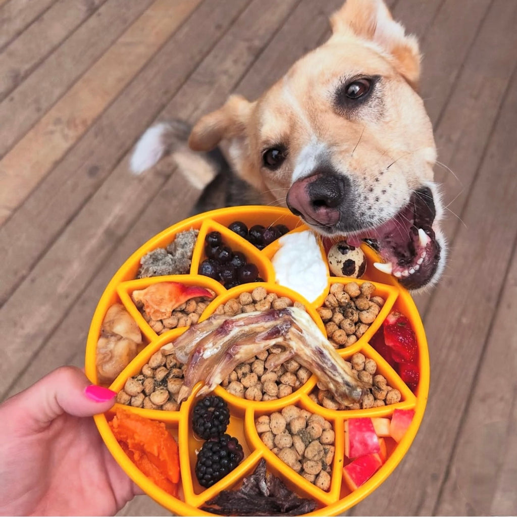 Sunflower Enrichment Feeder by SodaPup