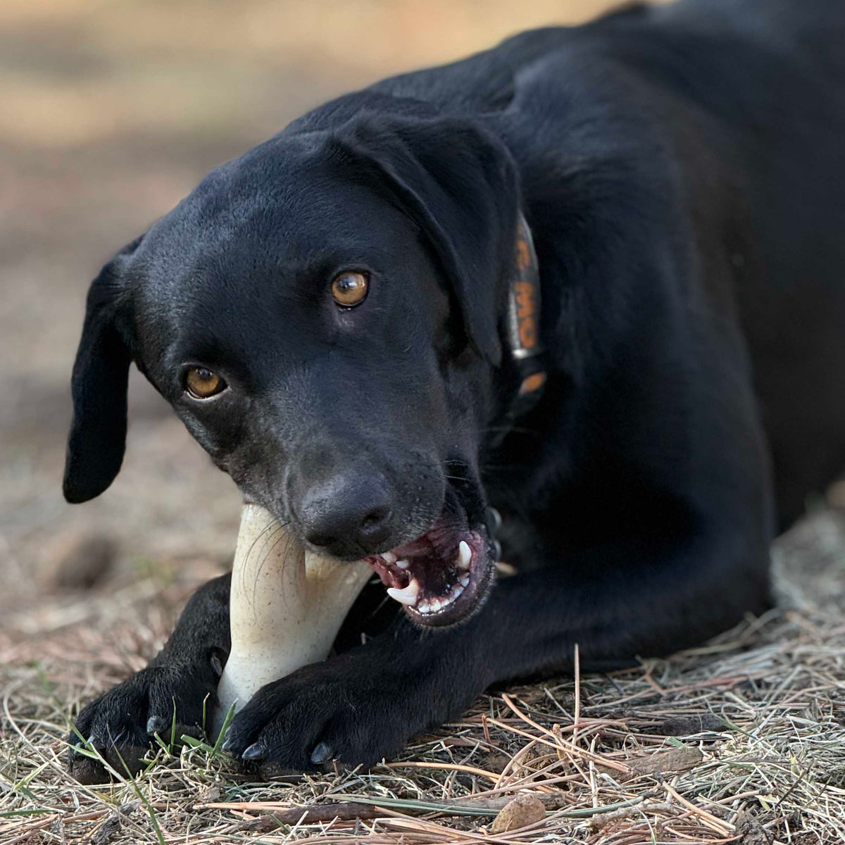 Ever Antler Nylon Chew by SodaPup