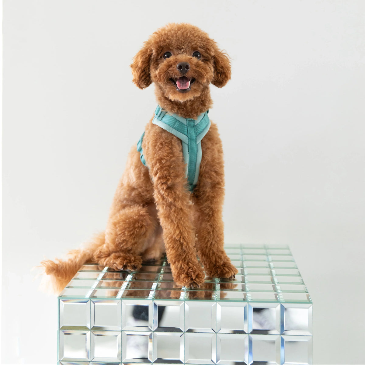 The Blue Velvet Walking Harness