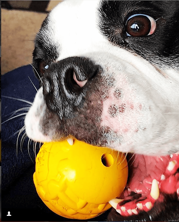 The Industrial Chew Ball by SodaPup